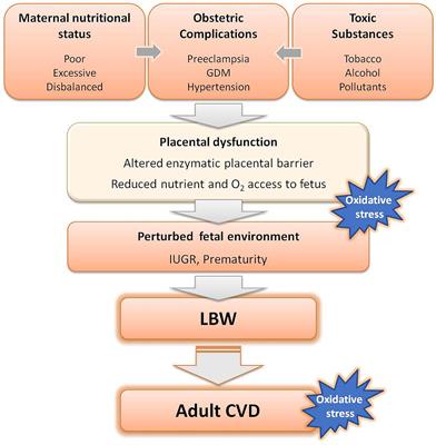 Implication of Oxidative Stress in Fetal Programming of Cardiovascular Disease